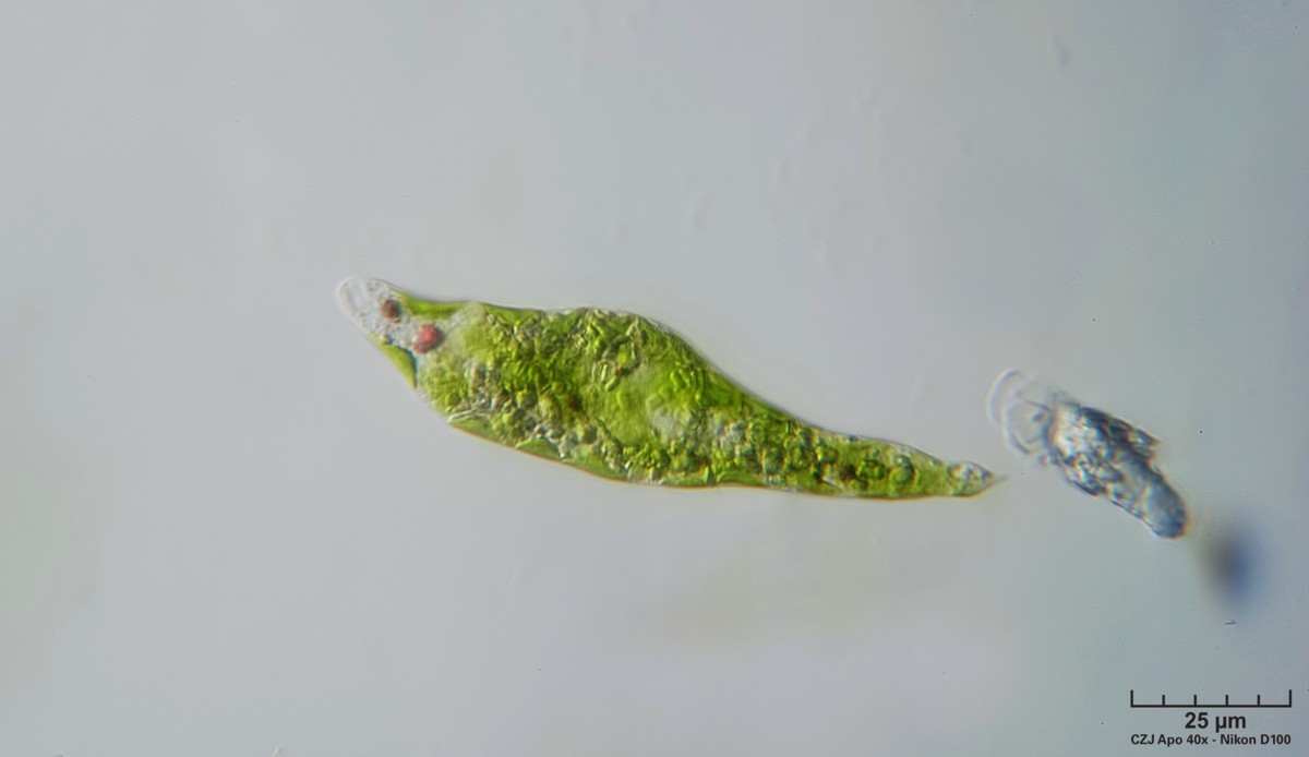 Euglena